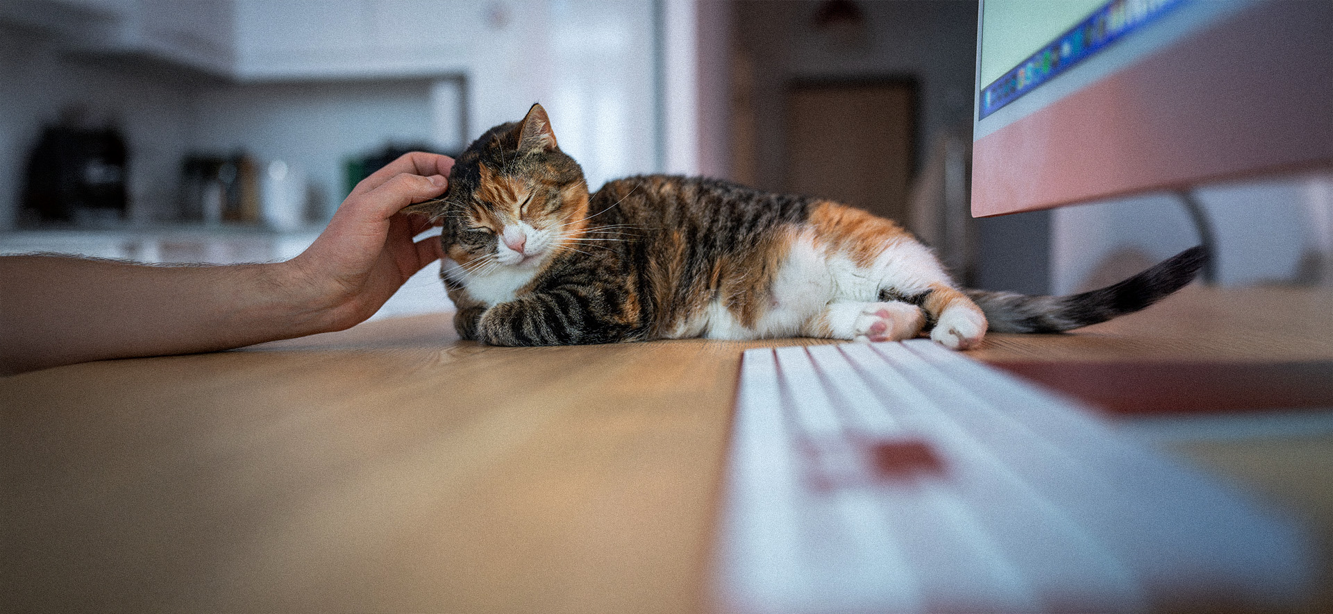 Cada cuánto hay que desparasitar a los gatos